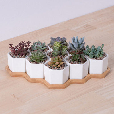 Ceramic Hexagonal Planter Set