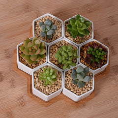 Ceramic Hexagonal Planter Set